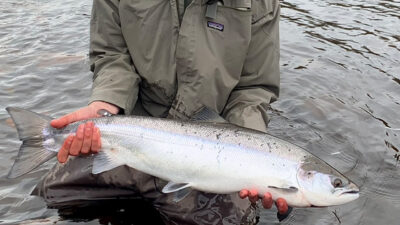 Large Spring Salmon Springer